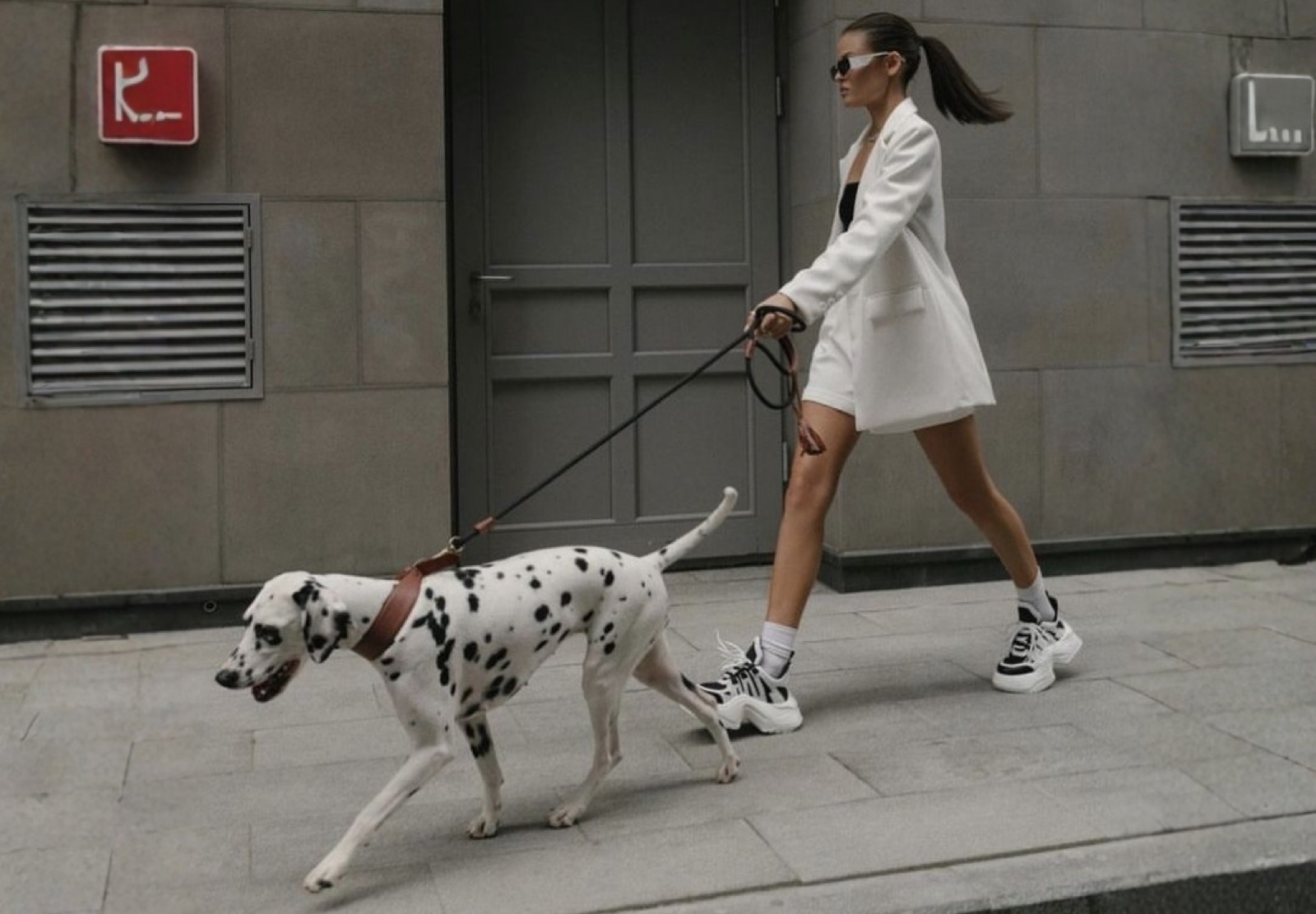 Perro paseando por la ciudad