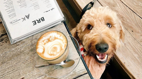 12 nuevos espacios pet-friendly abren sus puertas en Santiago