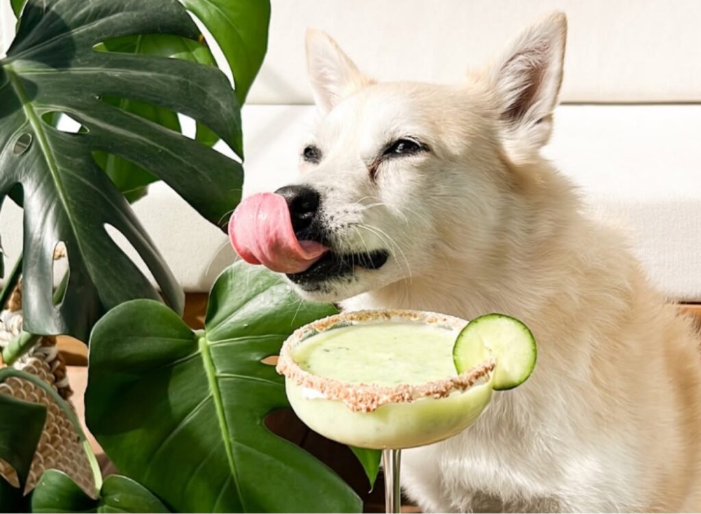Maples Pet Café
