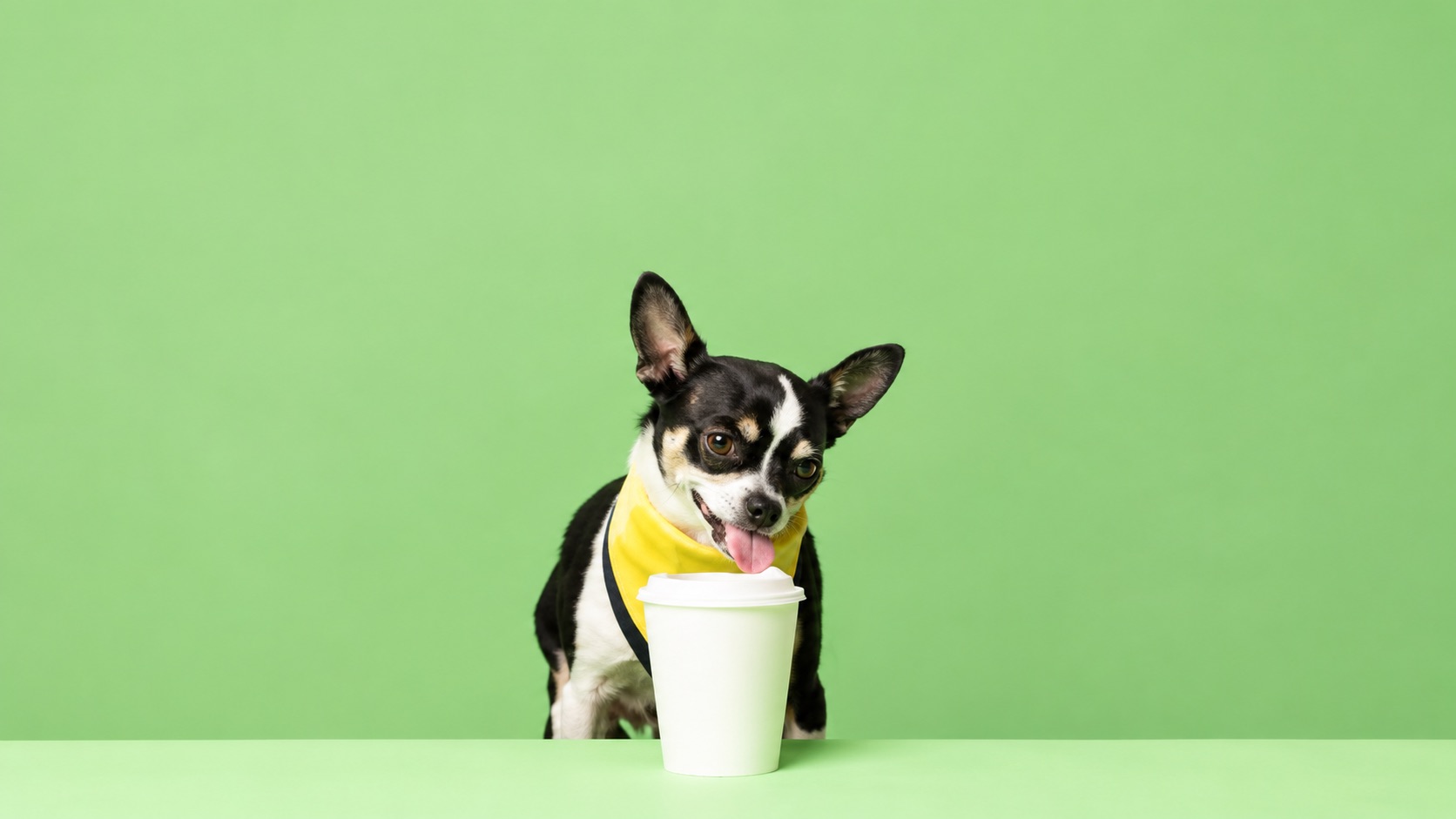 Dog Friendly: qué pasa después de dejar entrar al perro