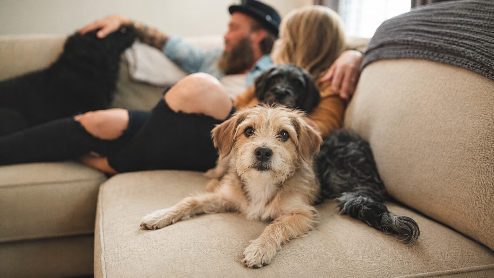 Tu perro, tu familia.