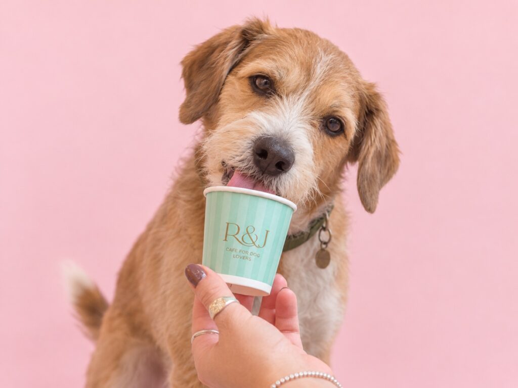 Café Rex Pet Friendly