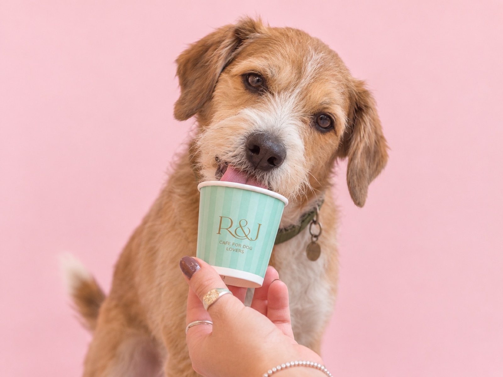 Café Rex Pet Friendly