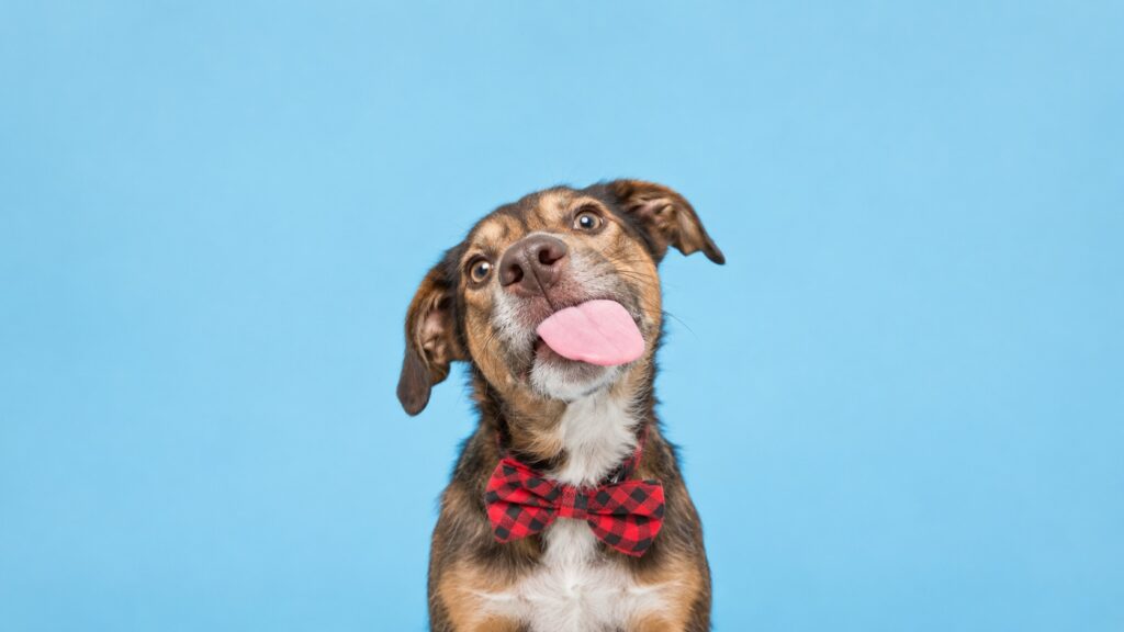 Por qué algunos perros esperan más para ser adoptados