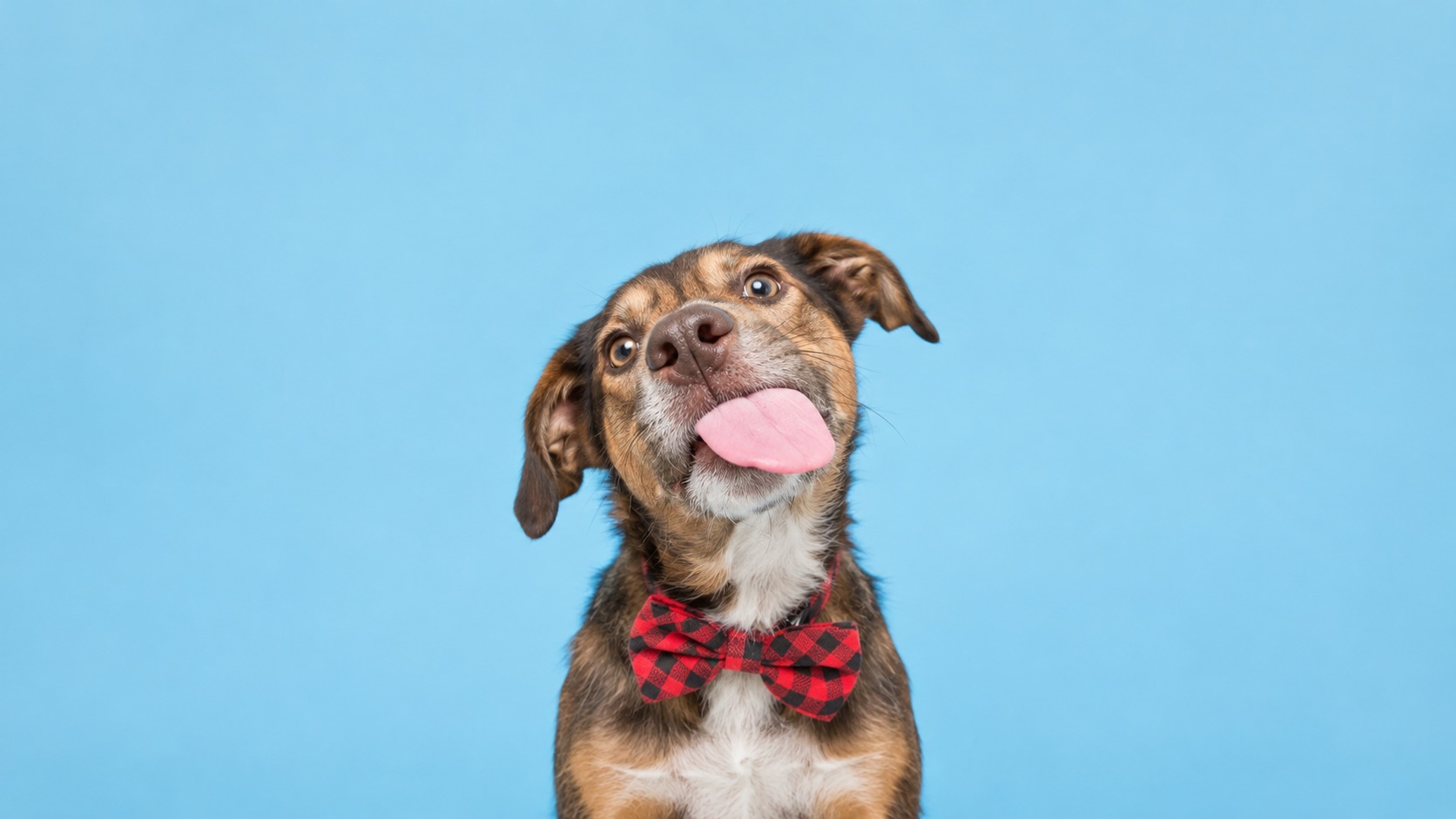 Por qué algunos perros esperan más para ser adoptados