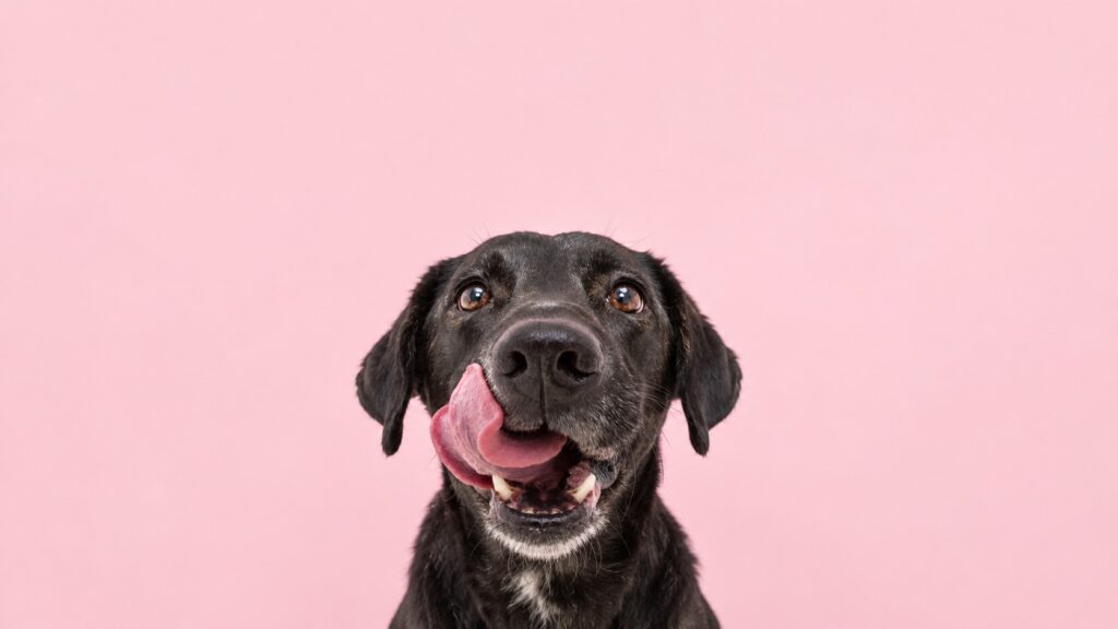 Perros negros: el color no cuenta toda su historia