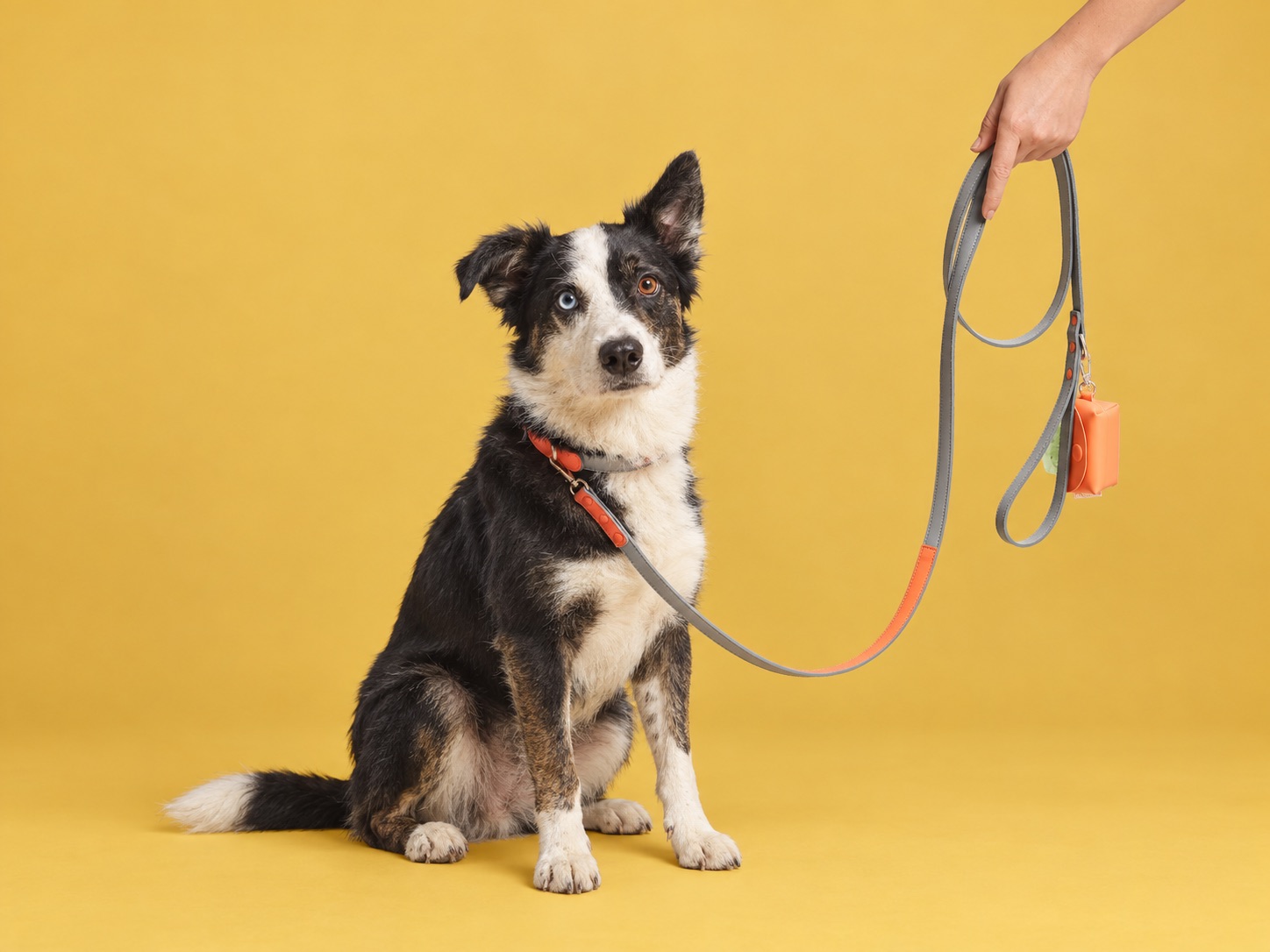 Tenencia responsable: cuando un perro depende de ti