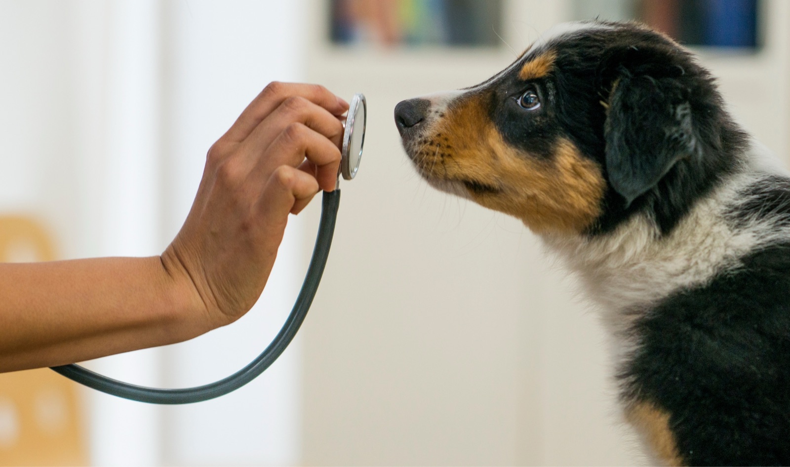 Clínica Veterinaria Providencia 24 h