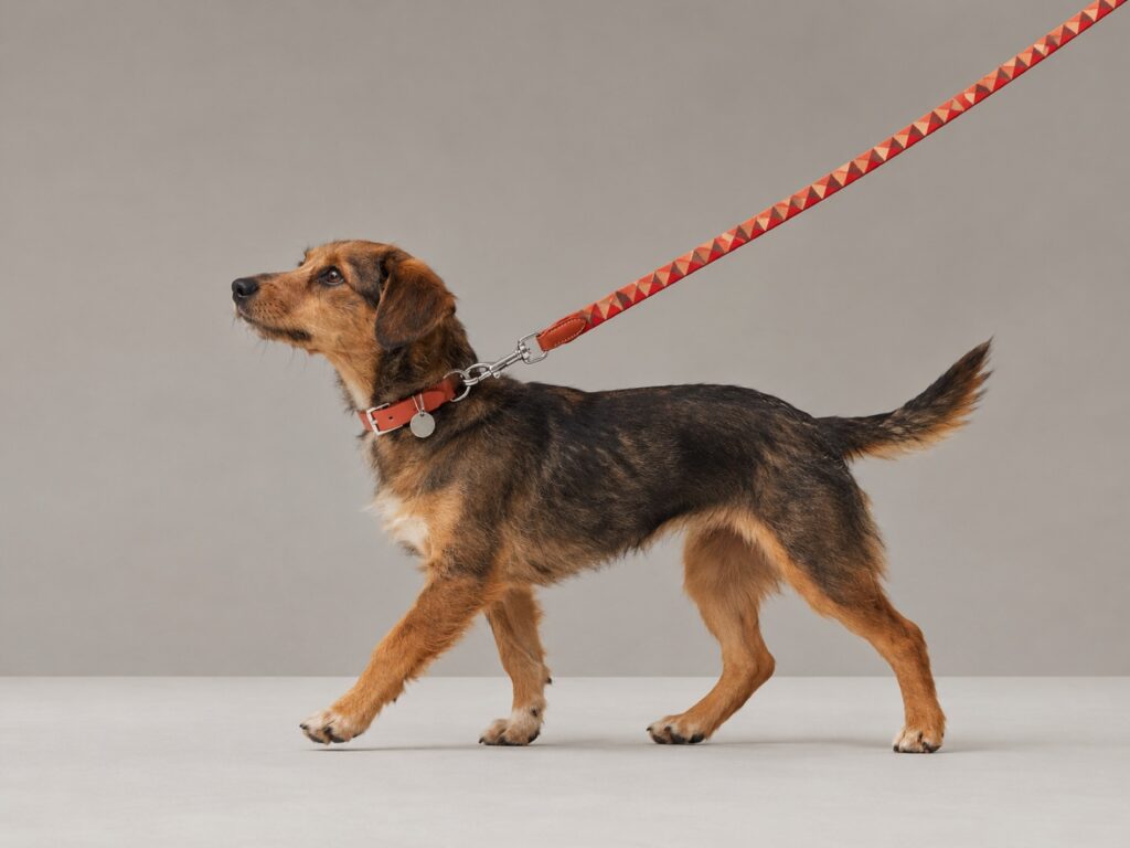 Pet Walk Vitacura