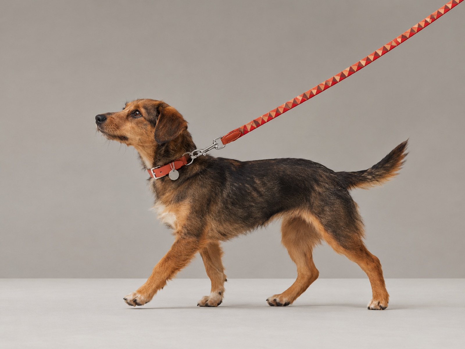 Pet Walk Vitacura